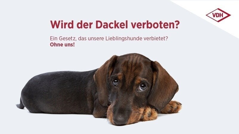 vdh Dackel verbot