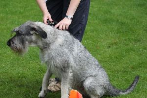 dm psk thscastroprauxel