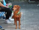 hunderennen 07 08 22l1