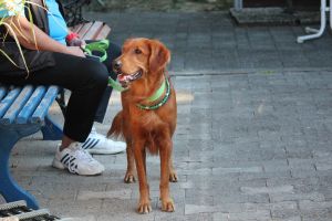 hunderennen 07 08 22l1