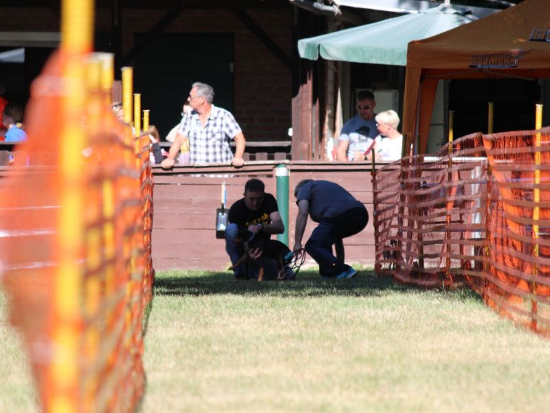 hunderennen 07 08 22l1