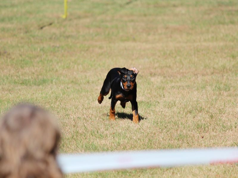 hunderennen 07 08 22l1