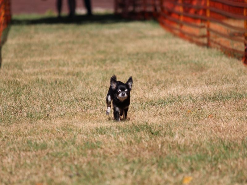 hunderennen 07 08 22l1