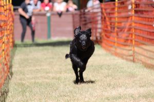 hunderennen 07 08 22l1