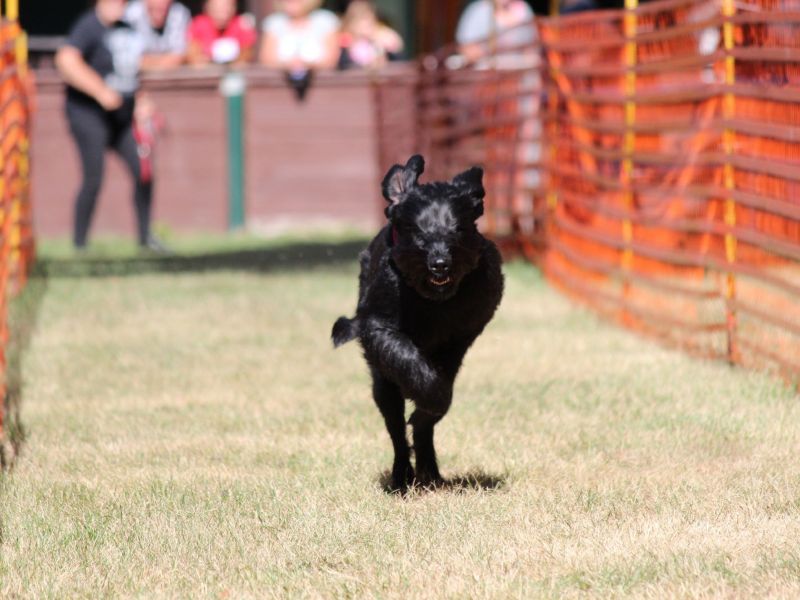 hunderennen 07 08 22l1