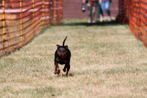 hunderennen 07 08 22l1