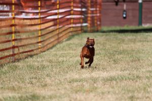 hunderennen 07 08 22l1