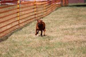 hunderennen 07 08 22l1