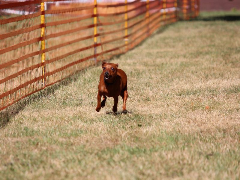 hunderennen 07 08 22l1
