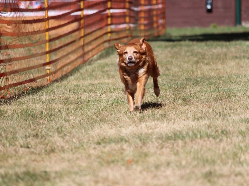 hunderennen 07 08 22l1