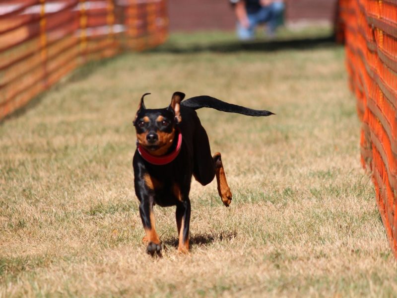 hunderennen 07 08 22l1