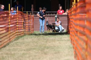 hunderennen 07 08 22l1