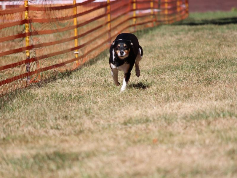 hunderennen 07 08 22l1