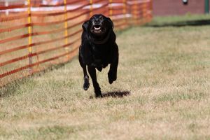 hunderennen 07 08 22l1