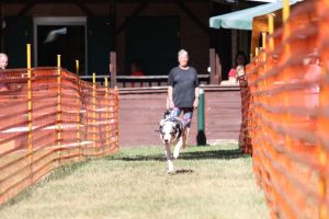 hunderennen 07 08 22l1