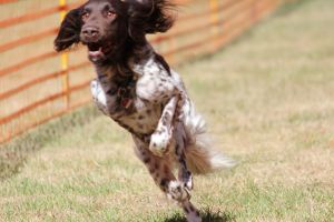 hunderennen 07 08 22l1