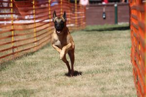 hunderennen 07 08 22l1