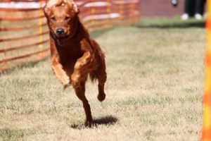 hunderennen 07 08 22l1