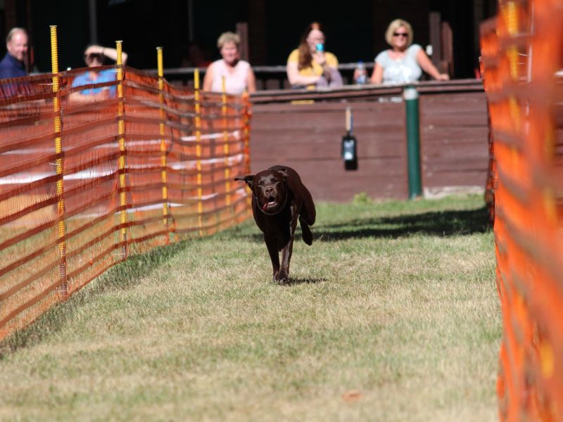 hunderennen 07 08 22l1