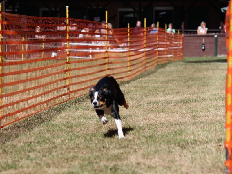 hunderennen 07 08 22l1