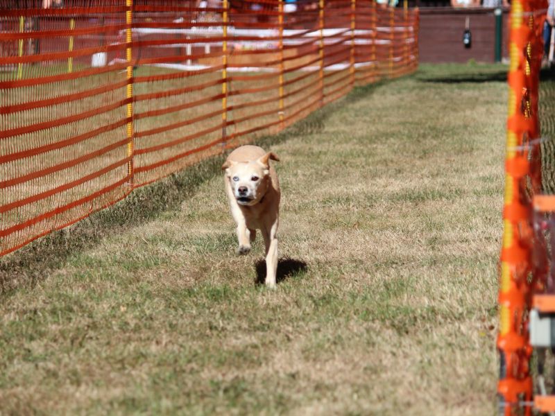 hunderennen 07 08 22l1