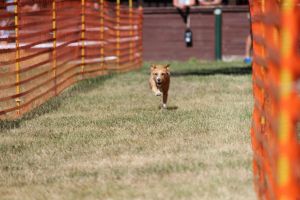 hunderennen 07 08 22l1