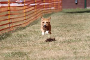 hunderennen 07 08 22l1