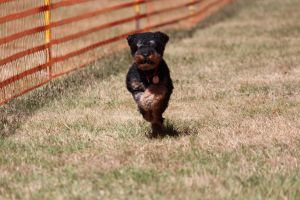 hunderennen 07 08 22l1