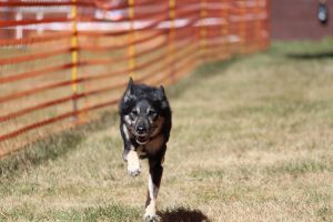 hunderennen 07 08 22l1