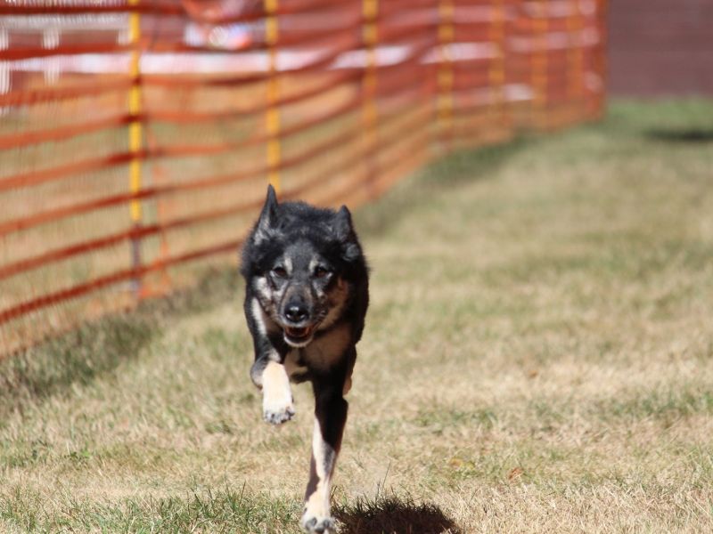 hunderennen 07 08 22l1