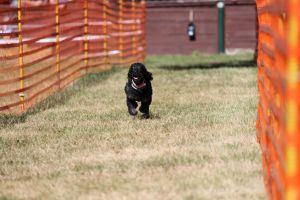 hunderennen 07 08 22l1