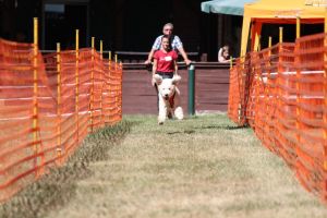 hunderennen 07 08 22l2