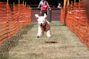 hunderennen 07 08 22l2