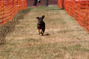 hunderennen 07 08 22l2