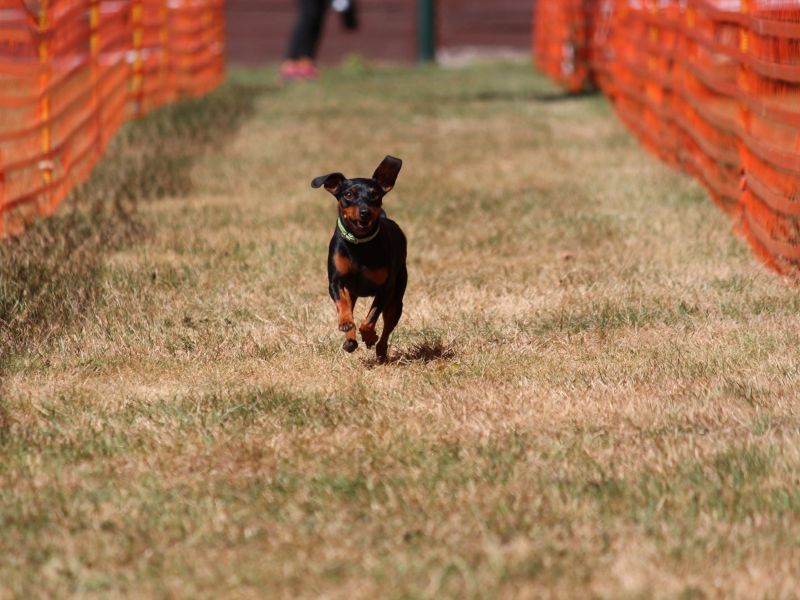 hunderennen 07 08 22l2