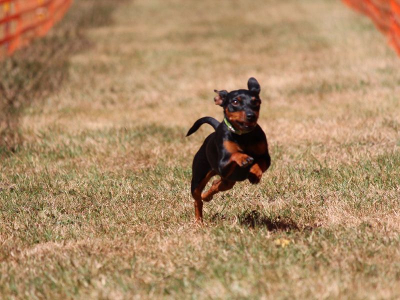 hunderennen 07 08 22l2