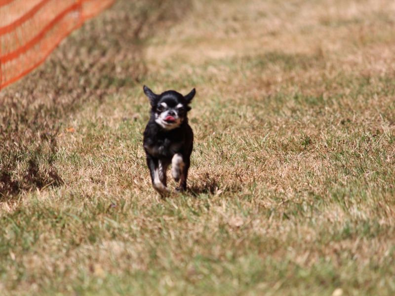 hunderennen 08 22l2