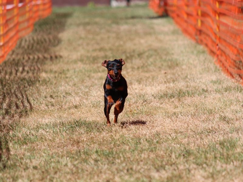 hunderennen 07 08 22l2