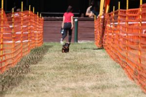 hunderennen 07 08 22l2