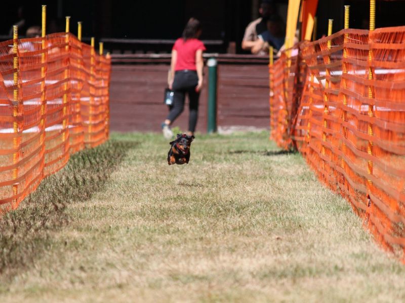 hunderennen 07 08 22l2