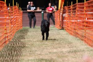 hunderennen 07 08 22l2