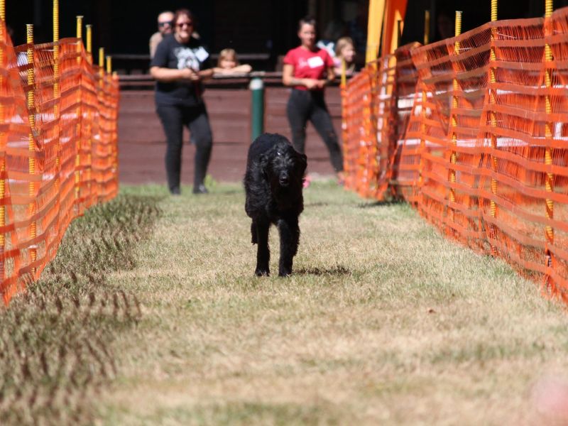 hunderennen 07 08 22l2