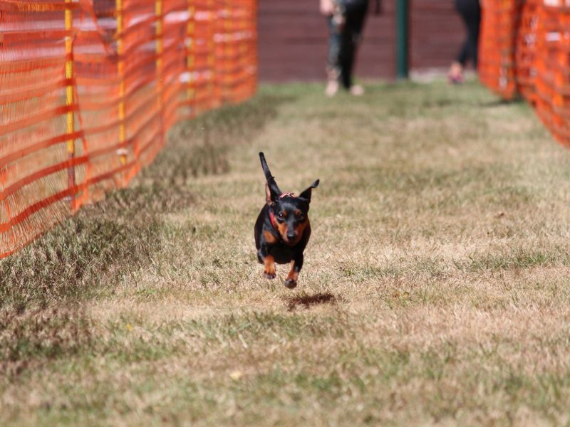 hunderennen 07 08 22l2