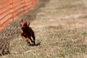 hunderennen 07 08 22l2