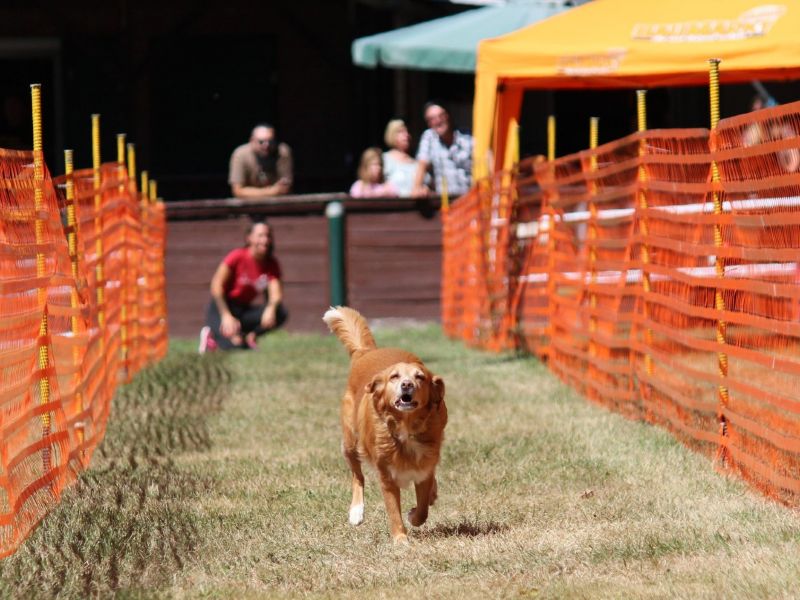 hunderennen 07 08 22l2