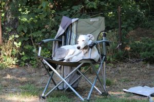 hunderennen 07 08 22l2