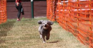 hunderennen 07 08 22l2