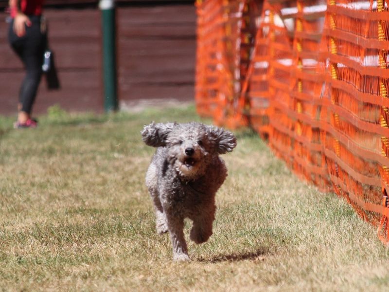 hunderennen 07 08 22l2