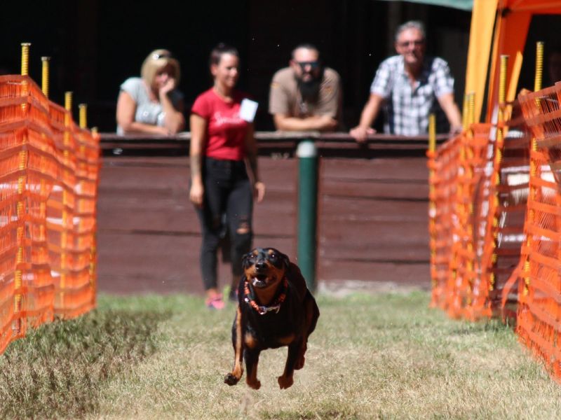 hunderennen 07 08 22l2