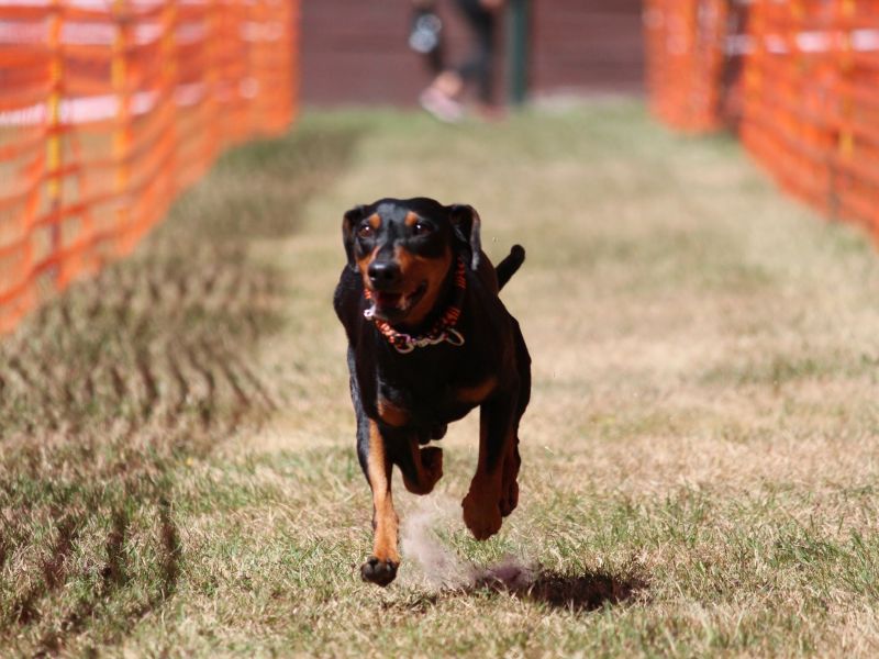 hunderennen 07 08 22l2